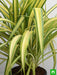 pandanus variegated (golden) - plant