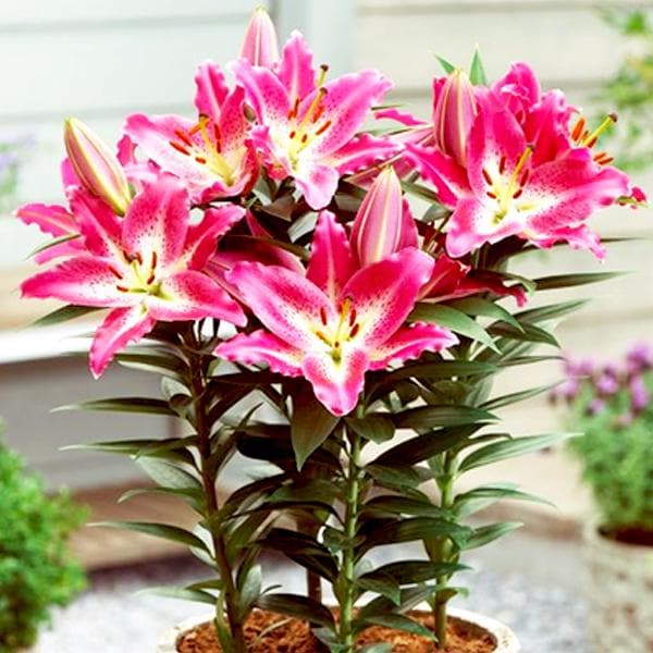 paradero oriental lily (pink - bulbs (set of 5)