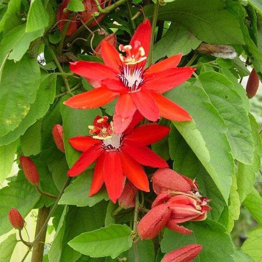 passion flower - plant