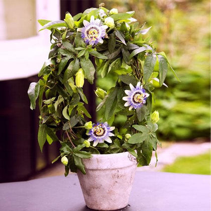 passion fruit plant pot Buy Passion Fruit Plant, Krishna Fal (Grown through seeds)