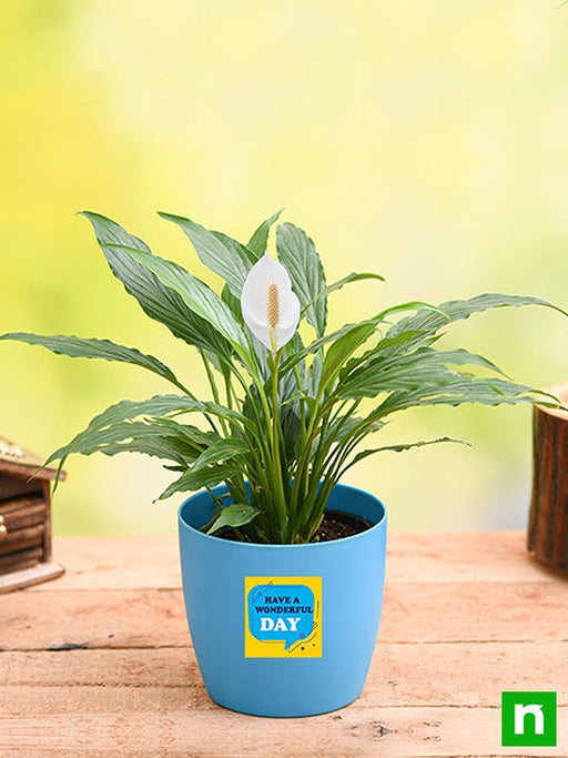 peace lily for wonderful day - gift plant