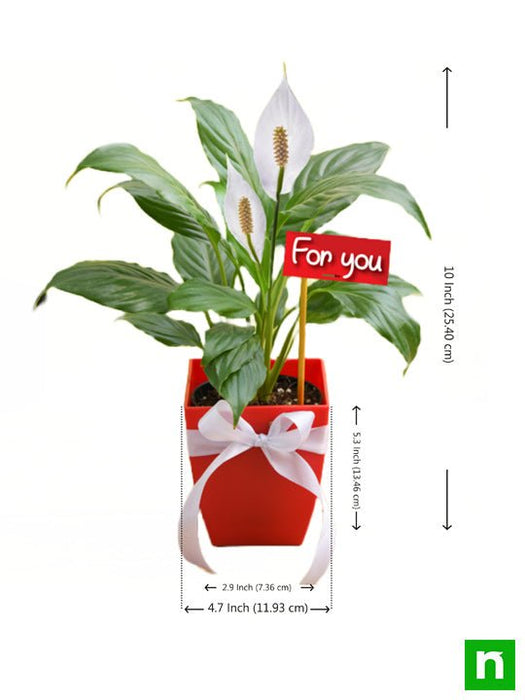peace lily for you - gift plant