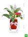 peace lily for you - gift plant