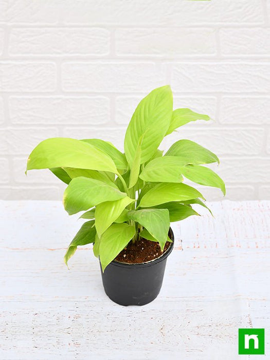 gold peace lily Buy Peace Lily, Spathiphyllum (Golden)