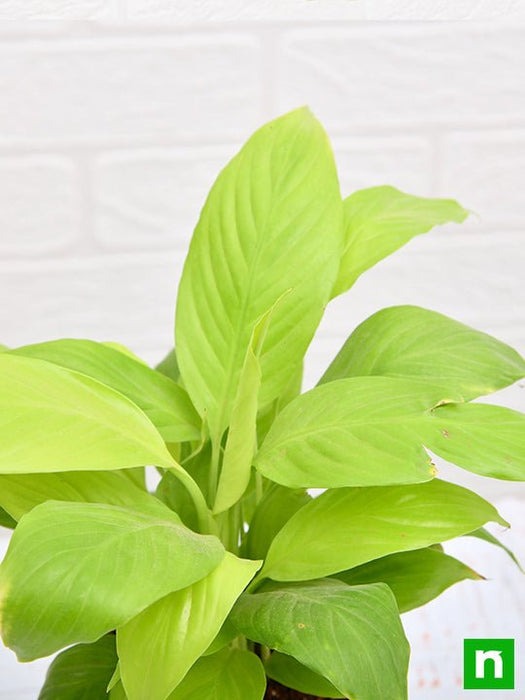 gold peace lily Buy Peace Lily, Spathiphyllum (Golden)