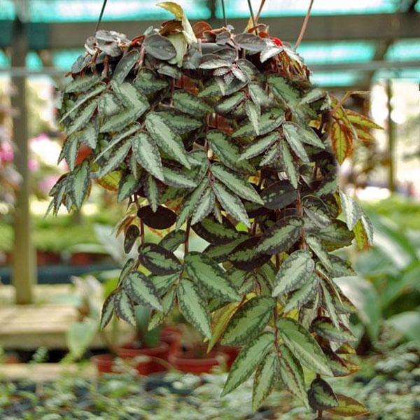 creeper hanging plants Buy Pellionia repens, Satin creeper (hanging basket)