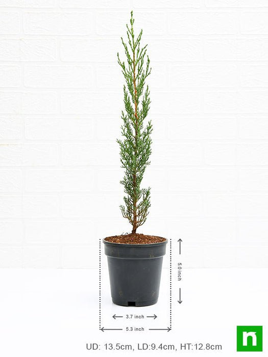 pencil pine cypress - plant