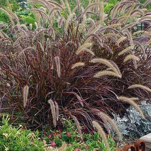 fountain grass red - plant