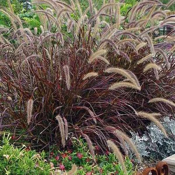 fountain grass red - plant