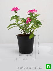 pentas (dark pink) - plant