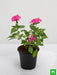 pentas (dark pink) - plant