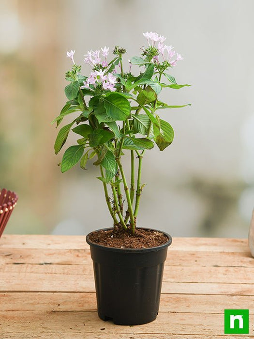 can you plant pentas in pots Buy Pentas (Pink)