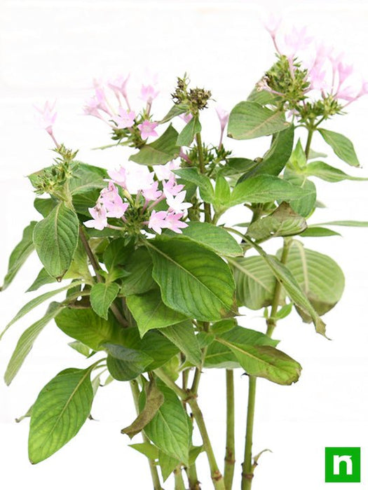 pentas (pink) - plant