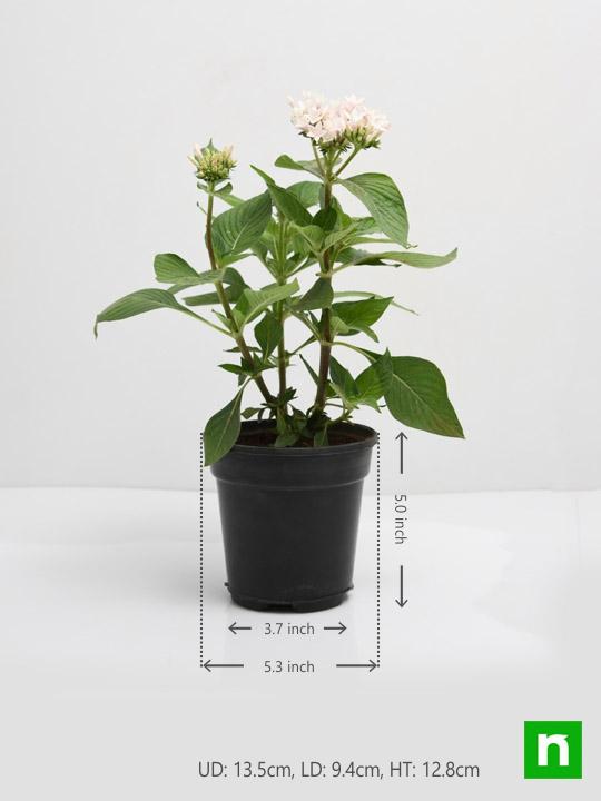 pentas (white) - plant