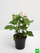 pentas (white) - plant