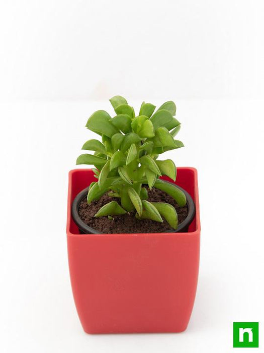 prayer pepper plant Buy Peperomia dolabriformis, Prayer Pepper
