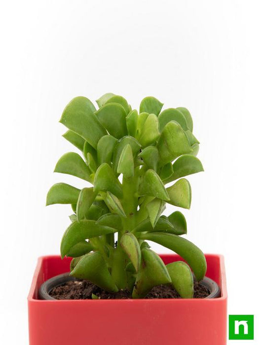 is a prayer plant a succulent Buy Peperomia dolabriformis, Prayer Pepper