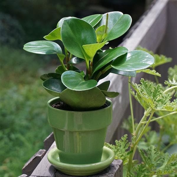 are peperomia succulents Buy Peperomia Magnoliifolia