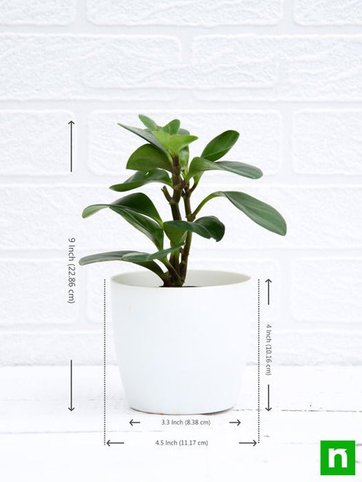peperomia obtusifolia - plant