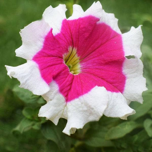 petunia (half pink half white) - plant