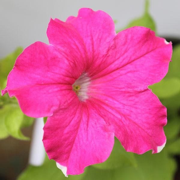petunia (pink) - plant