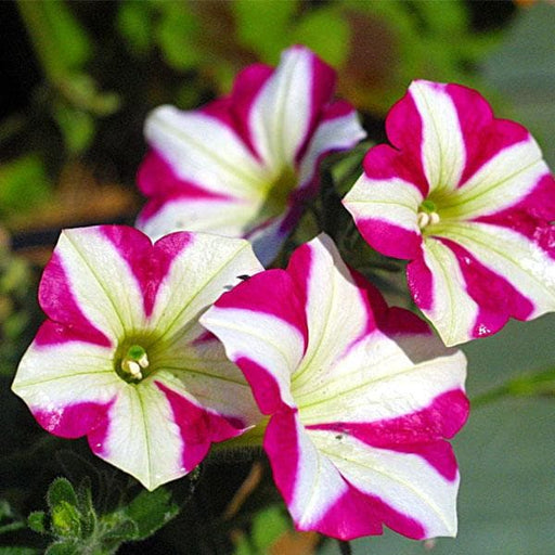 petunia (pink with white strip) - plant