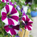 petunia (violet with white strip) - plant