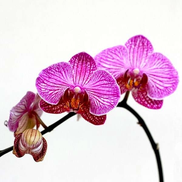 phalaenopsis mansion ff orchid (white and purple) - plant