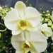 phalaenopsis orchid - plant