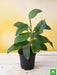 philodendron ceylon (green) - plant