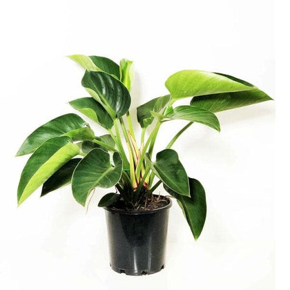 Buy Philodendron Congo, Philodendron Tatei