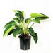 philodendron congo - plant