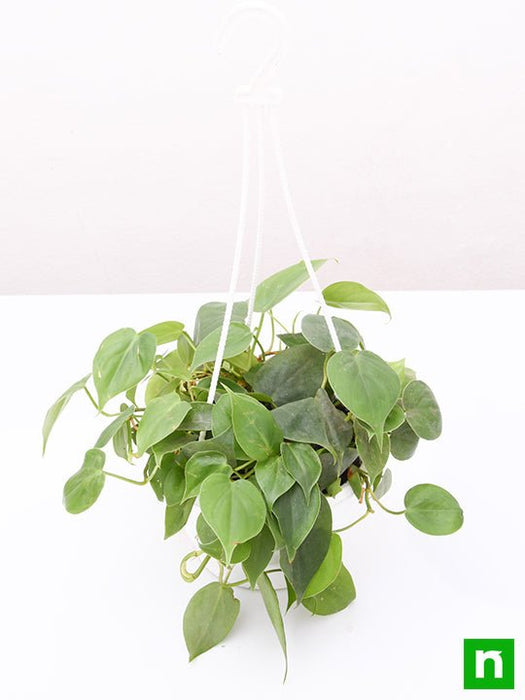 philodendron cordatum (green - plant