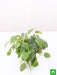 philodendron cordatum (green - plant