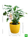 philodendron for gemini or mithun rashi - plant