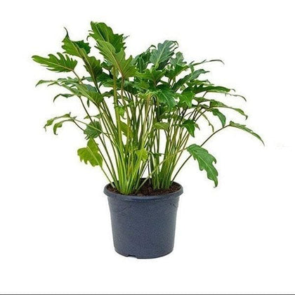 philodendron lacerum care Buy Philodendron lacerum