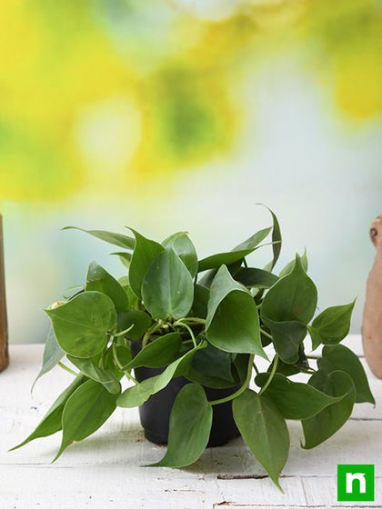 Buy Philodendron Scandens Oxycardium, Heart-Leaf Philodendron