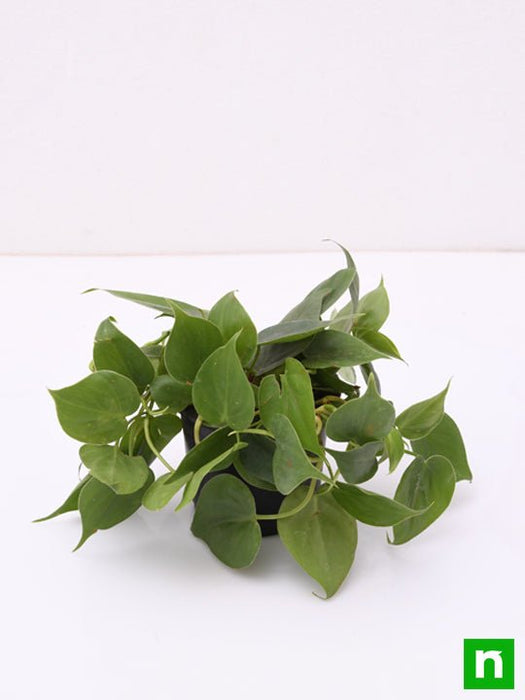 heartleaf philodendron philodendron oxycardium flower Buy Philodendron Scandens Oxycardium, Heart-Leaf Philodendron