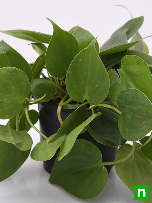 philodendron scandens oxycardium - plant
