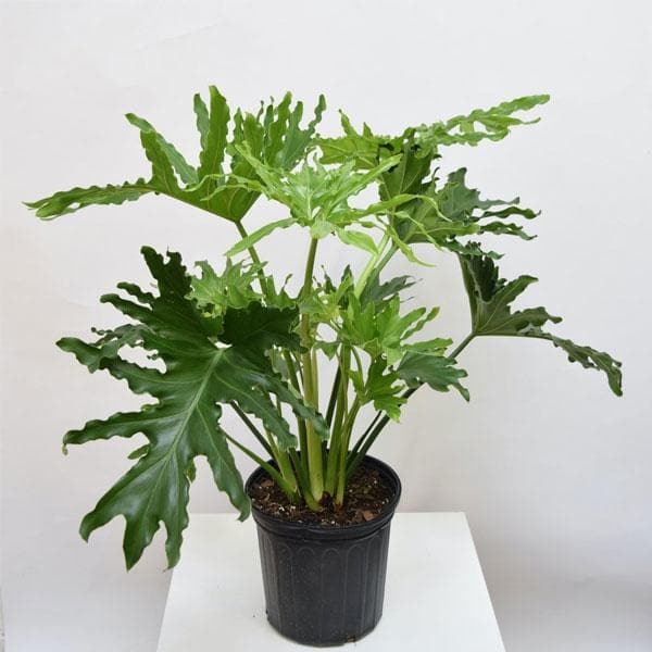 price of philodendron Buy Philodendron, Selloum