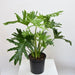 philodendron - plant
