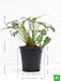 philodendron xanadu green - plant