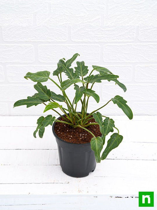 young philodendron xanadu Buy Philodendron xanadu Green