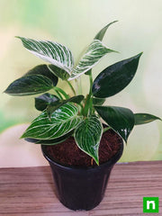 philodenron birkin - plant