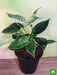 philodenron birkin - plant