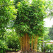 erect bamboo - plant