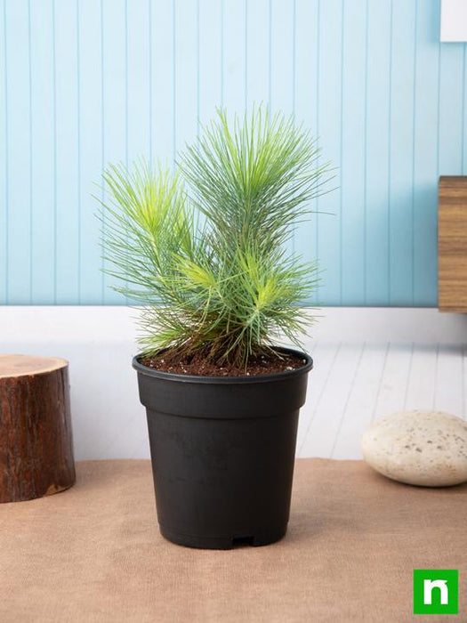 pine tree house plant Buy Pine Tree