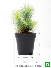 pine tree - plant