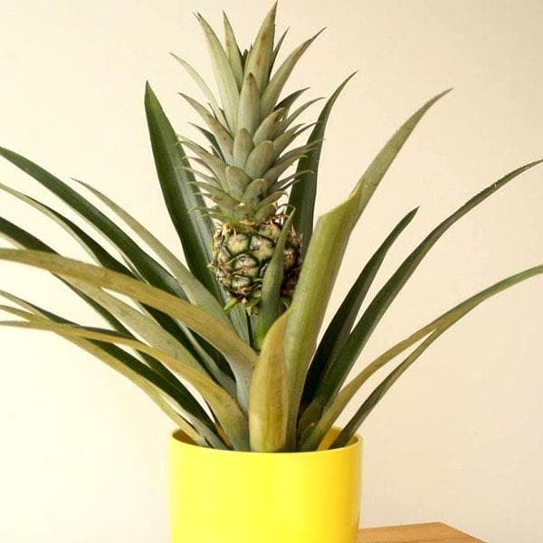 pineapple - plant