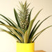 pineapple - plant